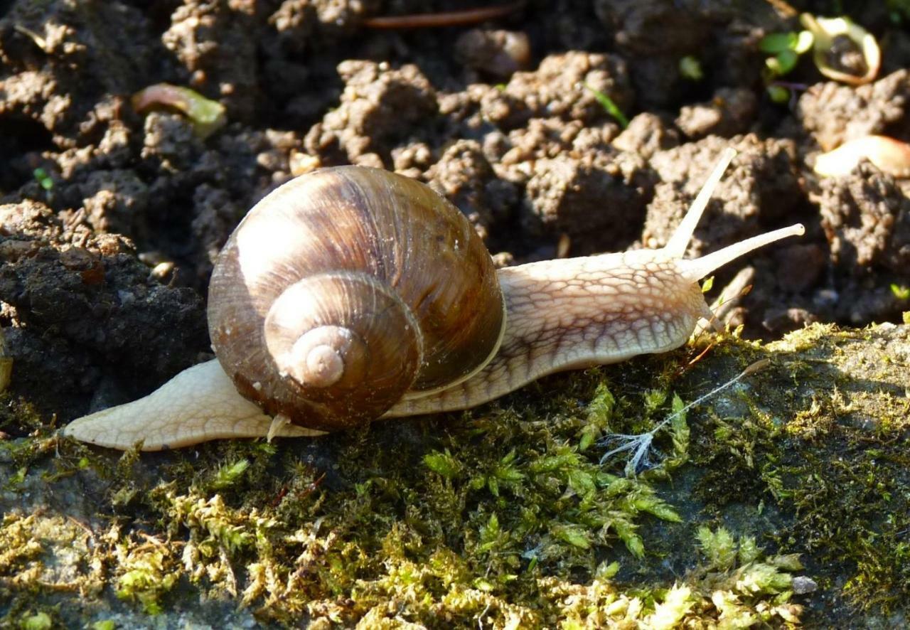 Ein Platz Fuer Ruhe Und Naturgenuss Sebnitz Eksteriør bilde