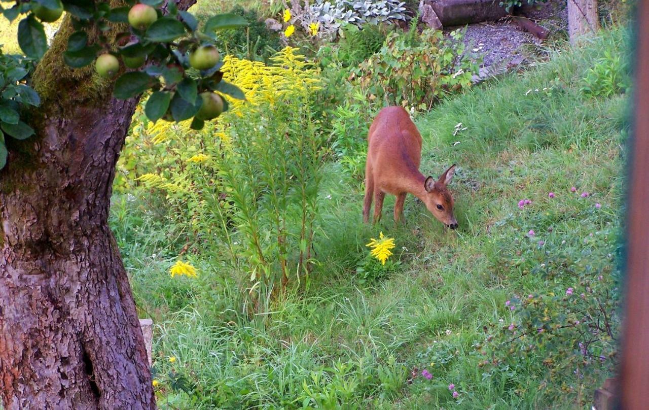 Ein Platz Fuer Ruhe Und Naturgenuss Sebnitz Eksteriør bilde